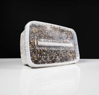 McKennaii Paddo Growkit