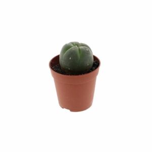 Peyote Cactus (3-4 cm)