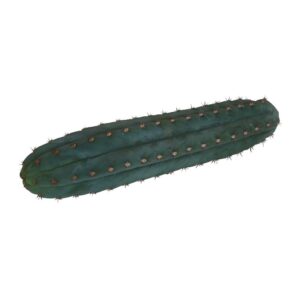 San Pedro Cutting Pachanoi
