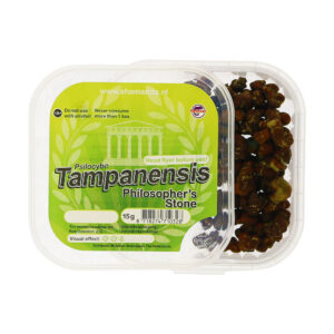 Tampanensis Magic Truffels